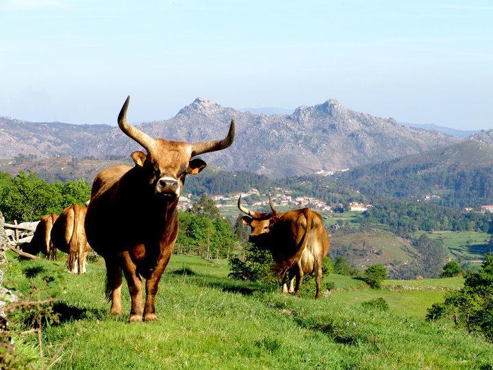 Pension As Termas Bubaces Esterno foto